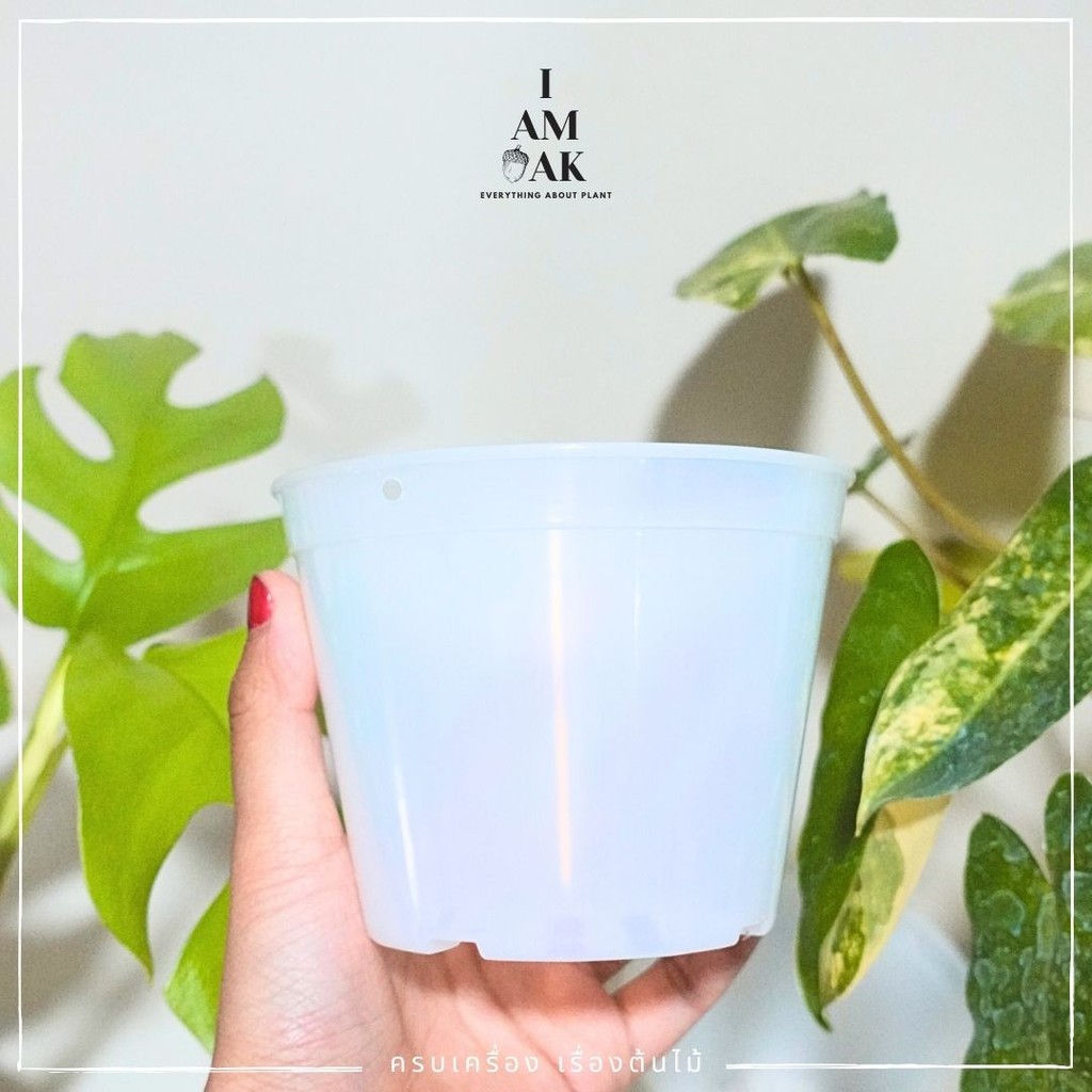 กระถางต้นไม้ สีใสขุน ขนาด 4 นิ้ว