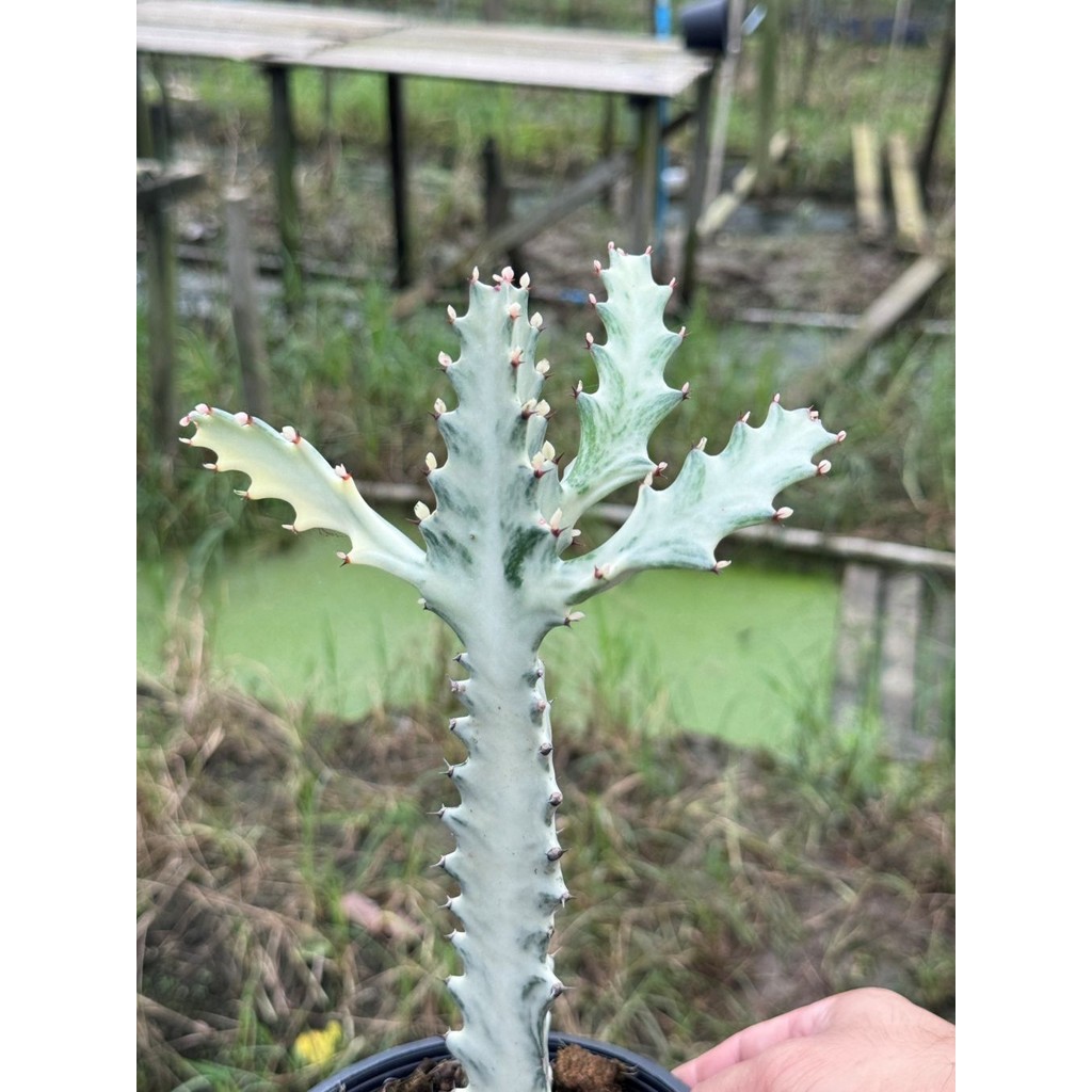 มุมมอง 6