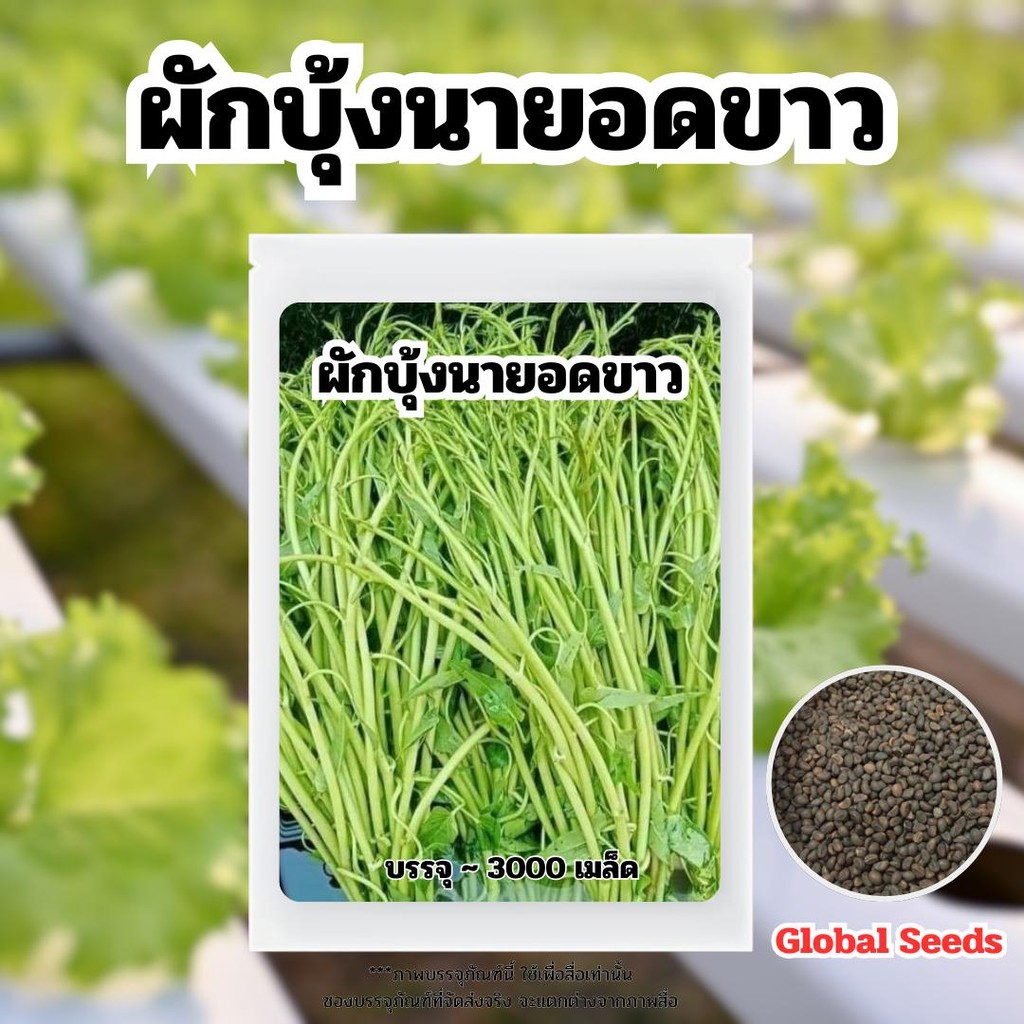 เมล็ดพันธุ์ ผักบุ้งนายอดขาว บรรจุ 3,000 เมล็ด