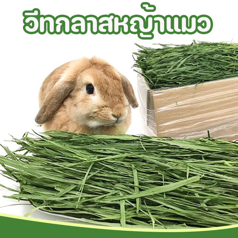 1 kg มีคุณค่าทางโภชนาการ  ความอร่อย ทกลาส หญ้าแมว ต้นข้าวสาลีอบลมร้อน  หนูแฮมสเตอร์,หมูเนเธอร์แลนด์ อาหารกระต่าย