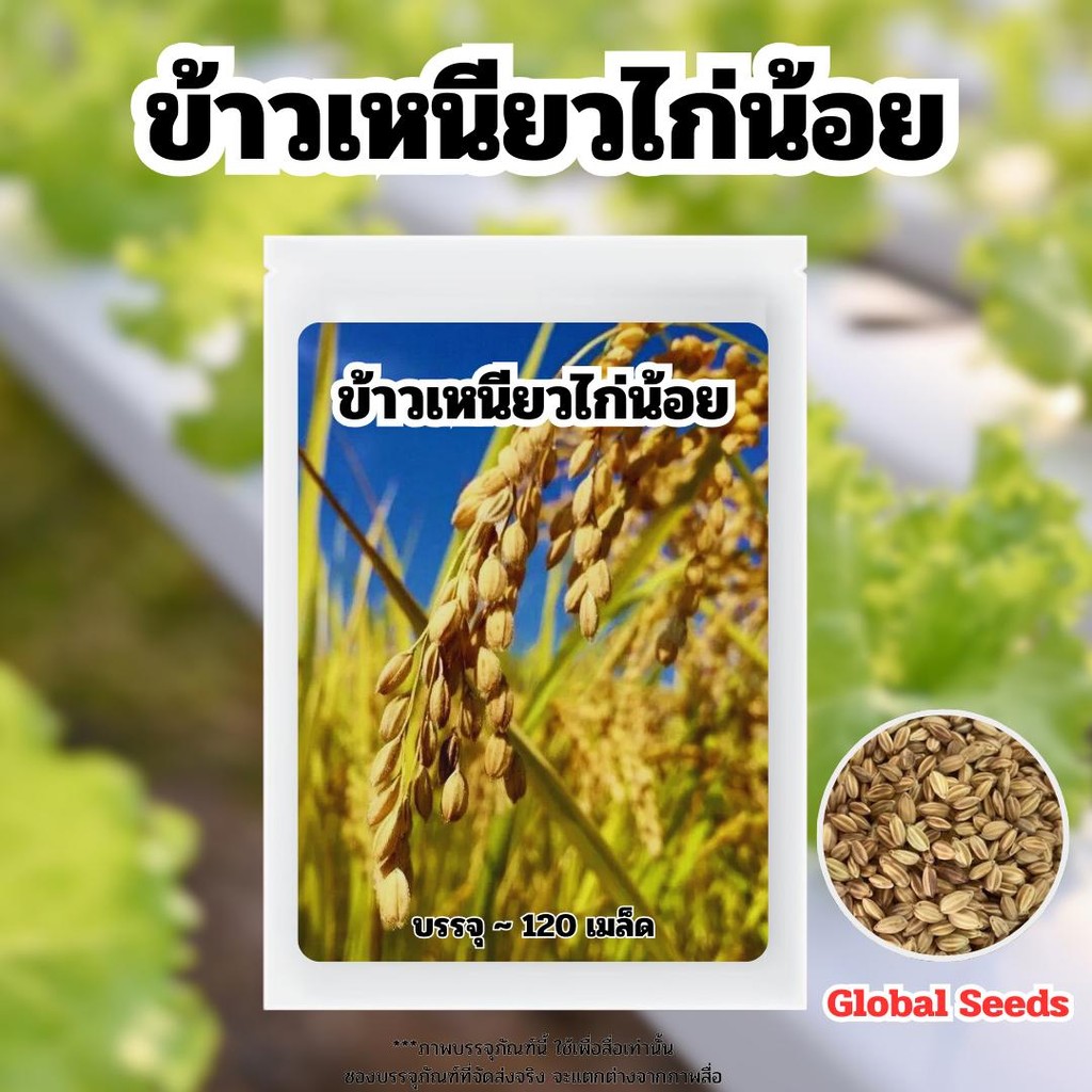 เมล็ดพันธ์ุ ข้าวเหนียวไก่น้อย หอม นุ่ม อร่อย บรรจุ 2,000 เมล็ด