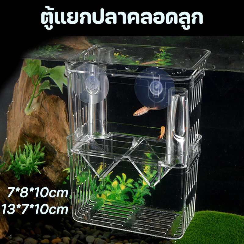 กล่องแยกปลา 2 ช่อง ตู้แยกปลาคลอดลูก แยกลูกกุ้ง ปลาป่วย ปลาต่อสู้ thumbnail 3