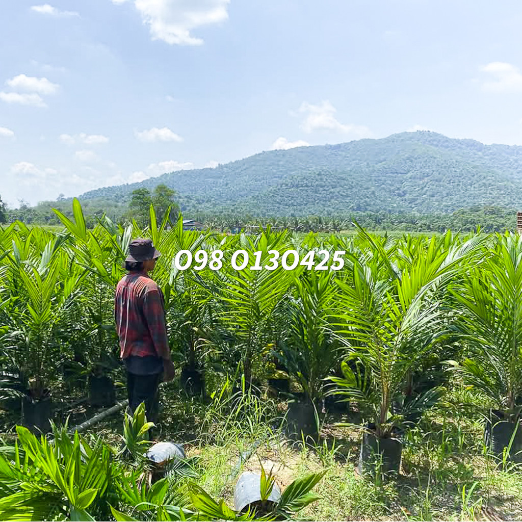 กล้าปาล์ม, ยังกัมบิML161 แท้100%  ⭐⭐⭐⭐⭐ โทร 080 9738042