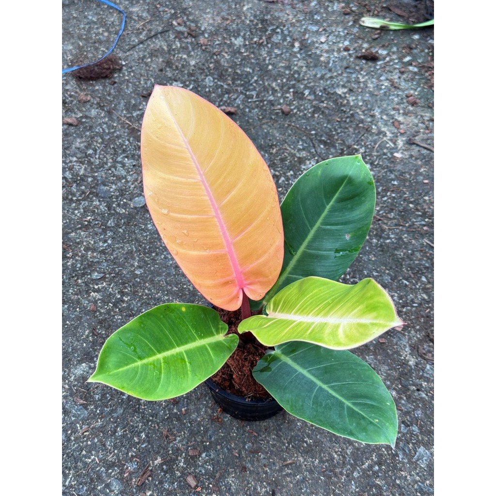 มุมมอง 5