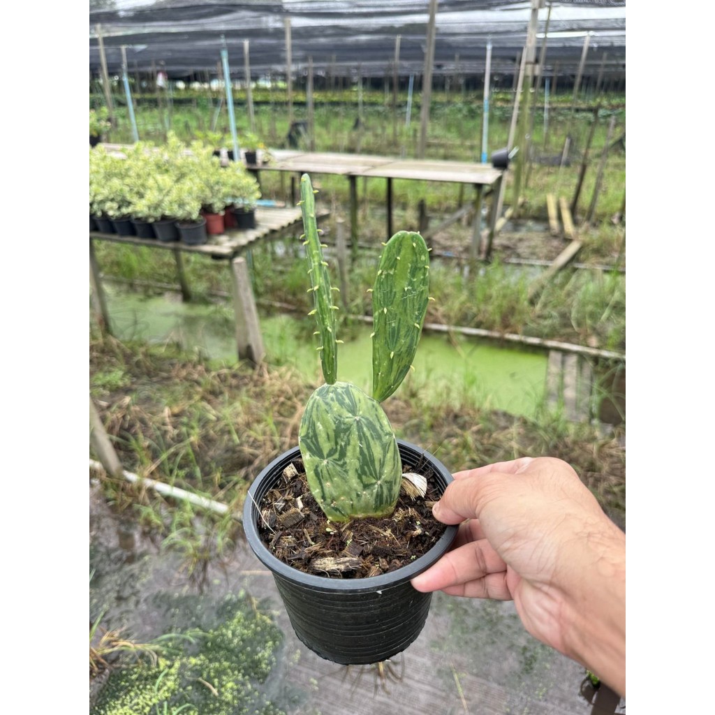 มุมมอง 5