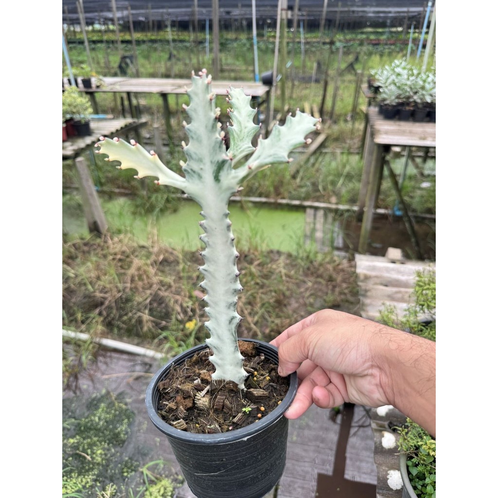 มุมมอง 4