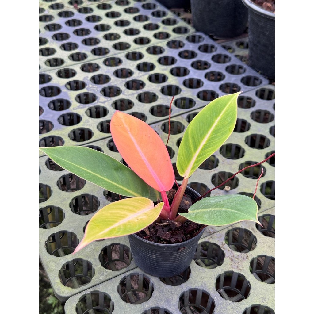 มุมมอง 6