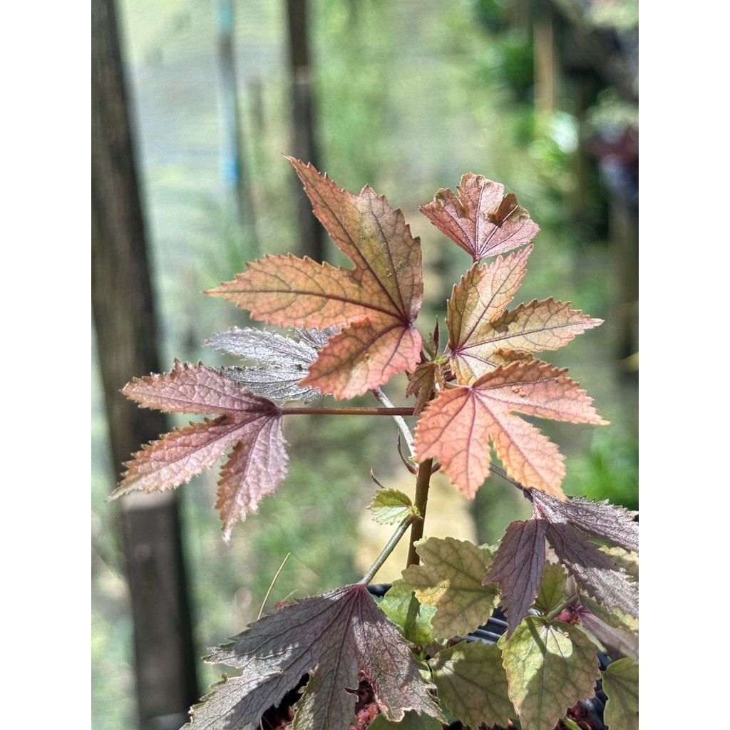 มุมมอง 3