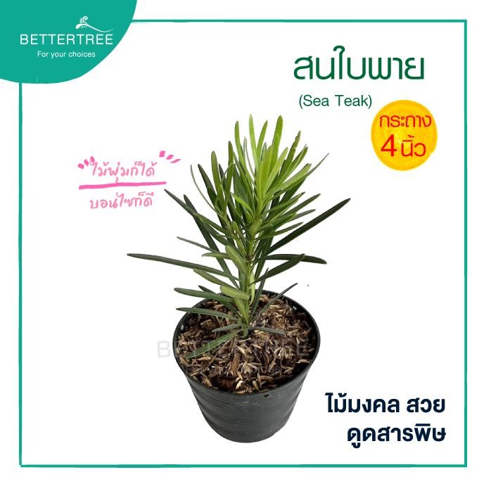 สนใบพาย กระถาง 4 นิ้ว ต้นไม้มงคล ต้นไม้ฟอกอากาศ