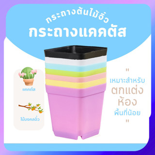 กระถางต้นไม้จิ๋ว กระถางต้นไม้ กระถางแคคตัส กระบองเพชร ต้นแคต…