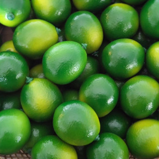 มะนาวปลอม โมเดลมะนาว มะนาวแป้น มะนาว (Lime) เหมือนจริงมาก สํ…