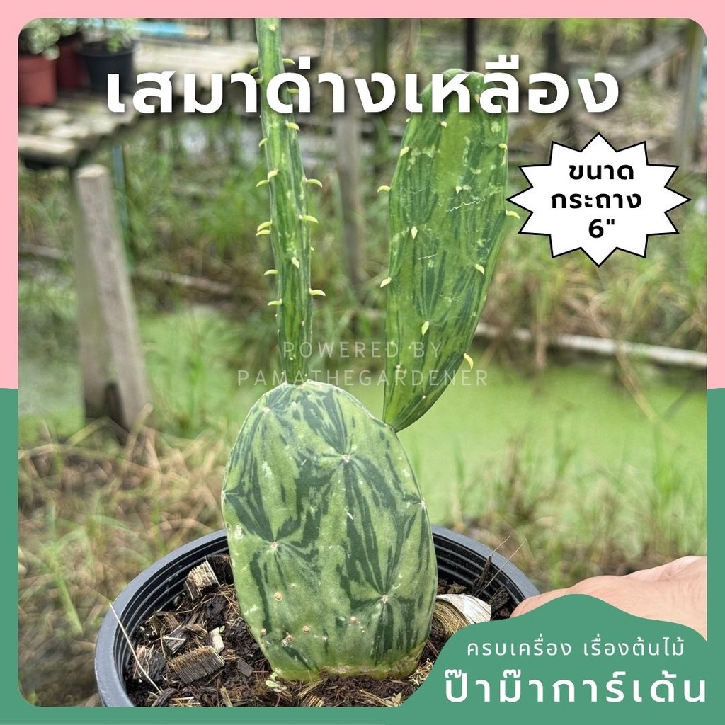 เสมาด่าง โอพันเทียด่าง opuntia Cactus กระถาง 6 นิ้ว