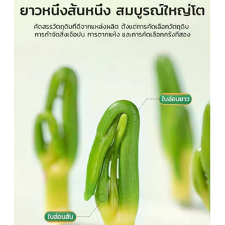 🔥🔥Lotus Seed Core Tea ชาดีบัวคุณภาพพรีเมียม ลดความดันโลหิต น้ำตาลและไขมันในเลือ