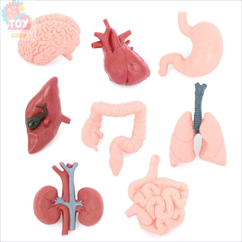 ของเล่นการศึกษาสำหรับเด็ก โมเดลอวัยวะมนุษย์จำลอง สมอง หัวใจ ตับ ปอด ไต เครื่องมือการสอนสำหรับเด็ก