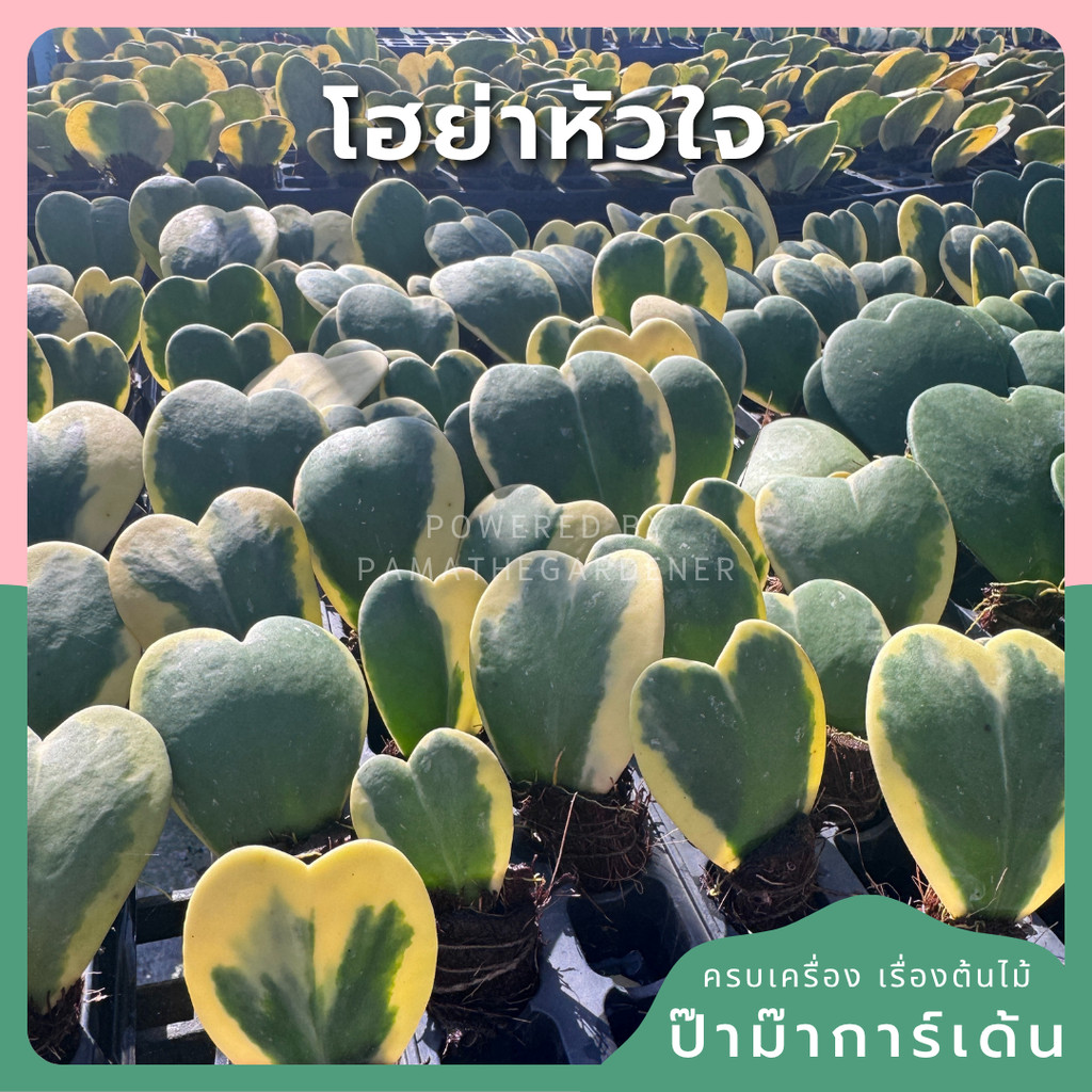 หัวใจใบเดียว ห่อลูกกระตุ้ม เหมาะสำหรับทำของชำร่วย หรือ สำหรับส่งออก