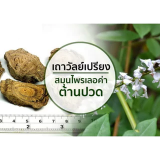 เถาวัลย์เปรียงสกัด กิฟฟารีน ยาแคปซูลเถาวัลย์เปรียงสกัด ยาแผนไทย