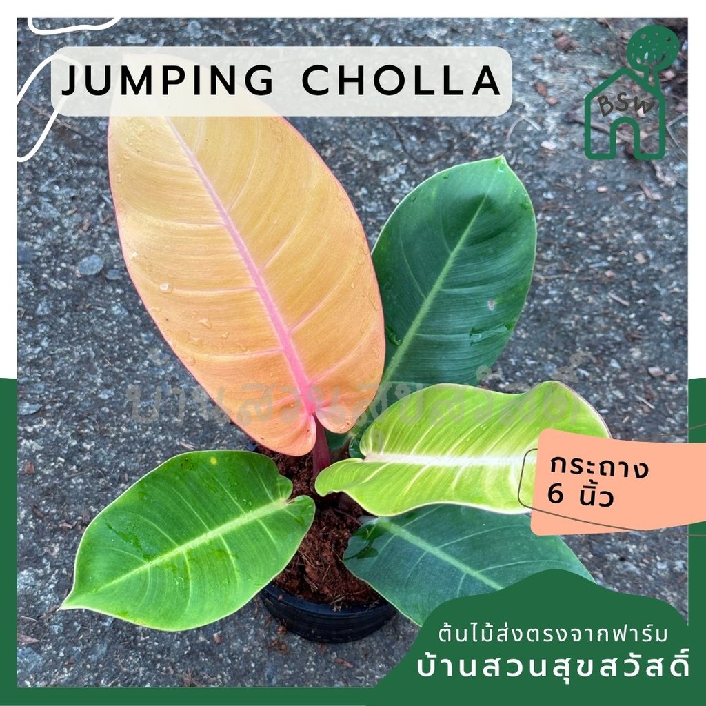 มุมมอง 2