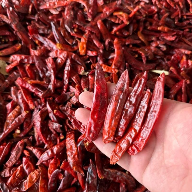 พริกแห้งแม่สาย(สนั่ม) เด็ดก้าน ขนาด 1กิโลกรัม เผ็ดกลาง+ หอม ใช้ทำพริกแกงสีสวย และอื่นๆ