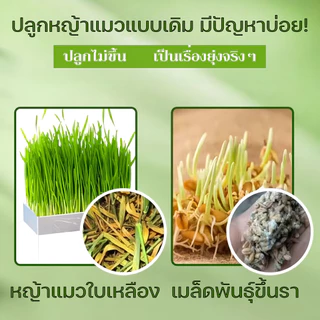หญ้าแมวฟรีซดราย ขนมแมว ขนมหญ้าแมวบำรุงขน กลิ่นใบมินต์ ช่วยขับขนในลำคอ ขนมสัตว์เลี้ยง