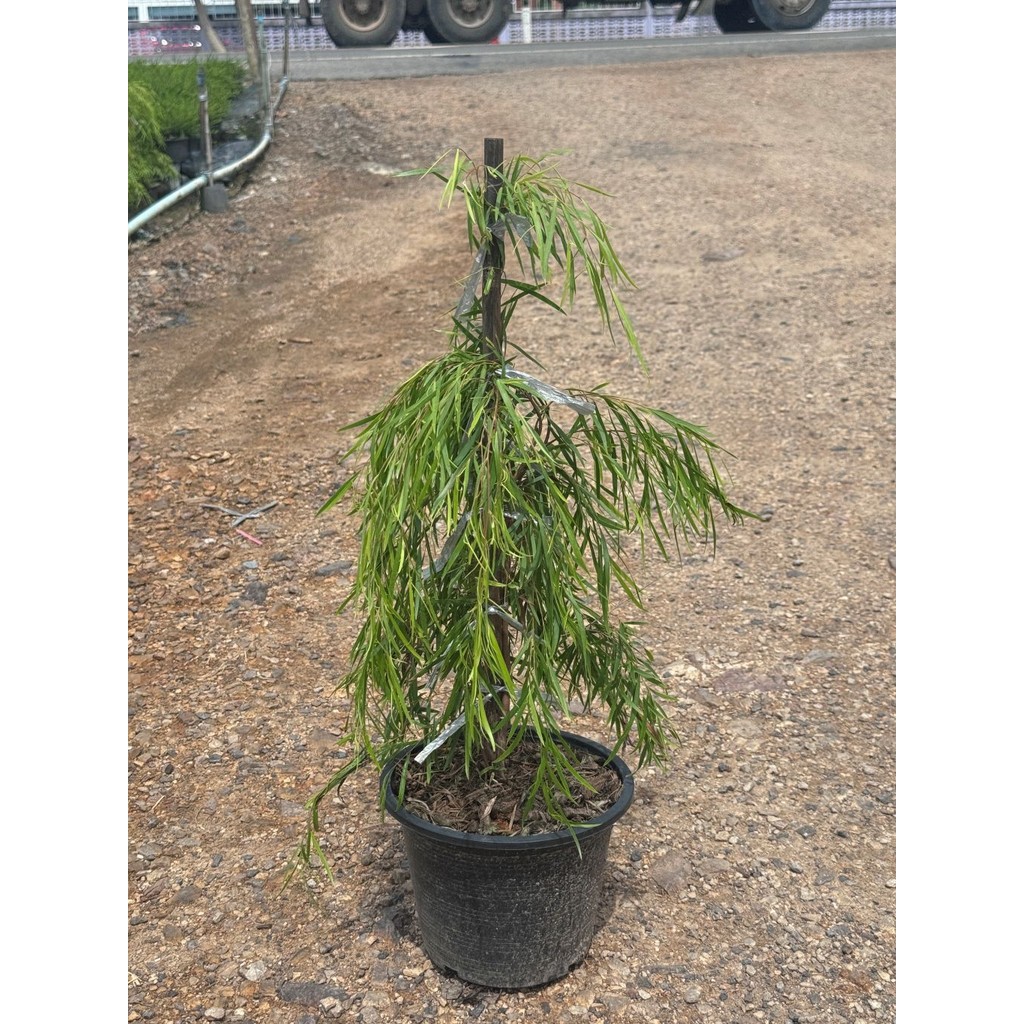 มุมมอง 4