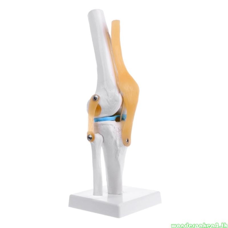 Wonderpake2 Human Anatomical Knee Joint ยืดหยุ่นโครงกระดูกรุ่น Medical Learning Aid Anatomy