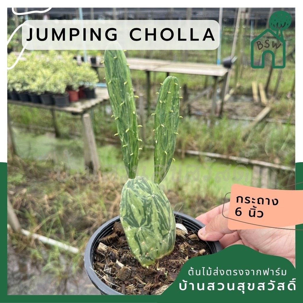 มุมมอง 2