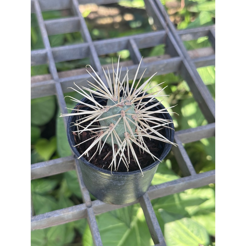 มุมมอง 4