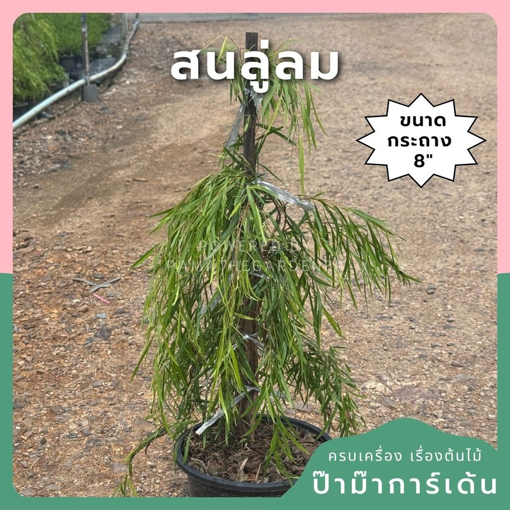 สนลู่ลม กระถาง 8 นิ้ว