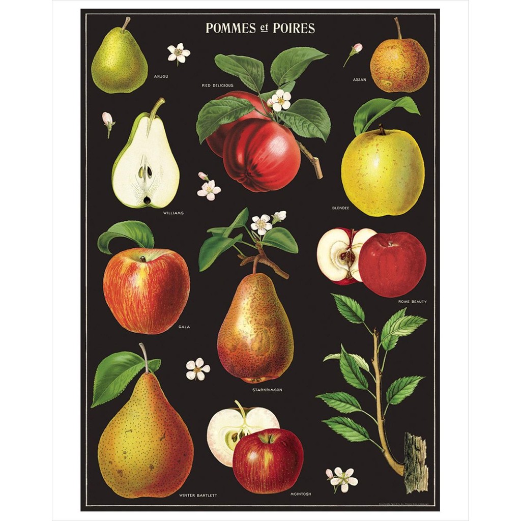 Cavallini Apples and Pears Poster Wrap