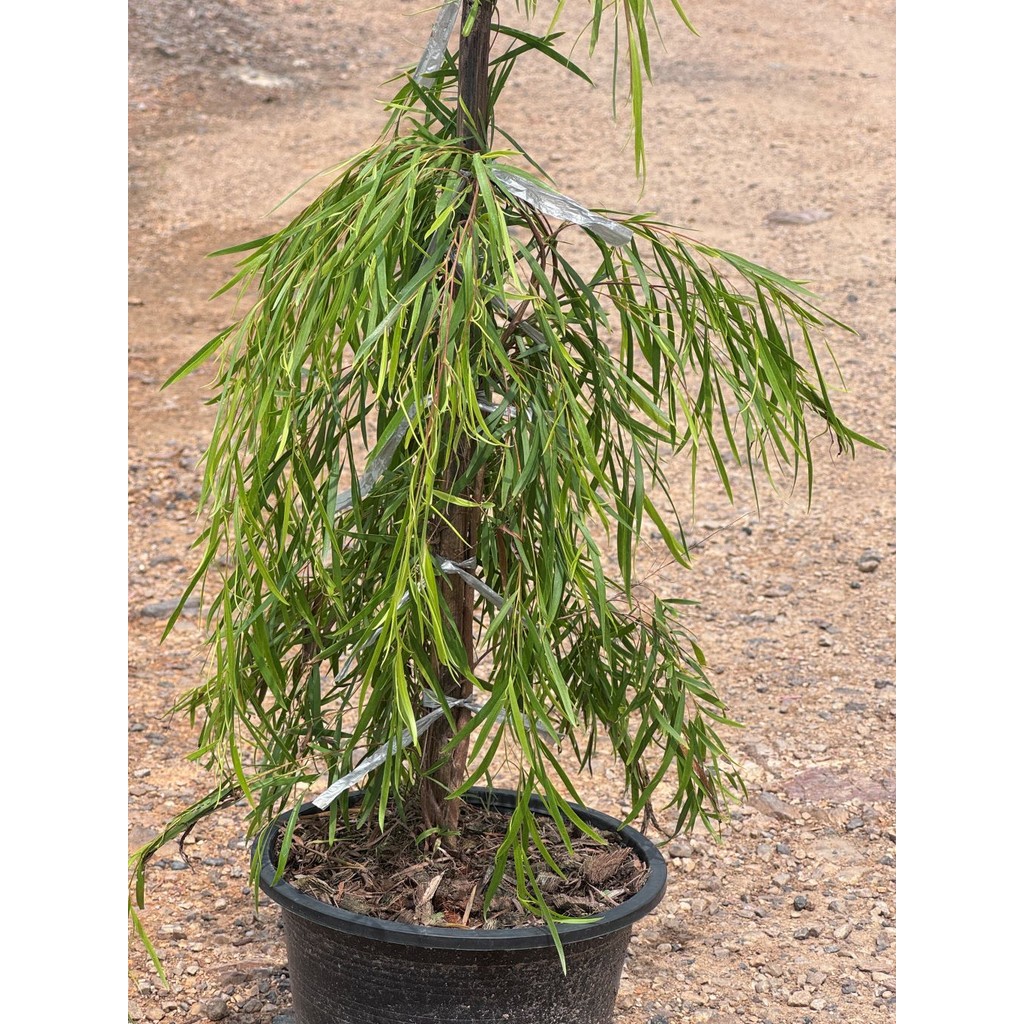 มุมมอง 7