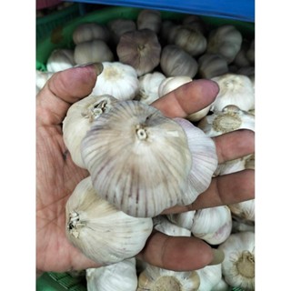 กระเทียมปิงปองหัว   ขนาด 5.0 เซน น้ำหนัก 2  กก.  ( คัดสวย)