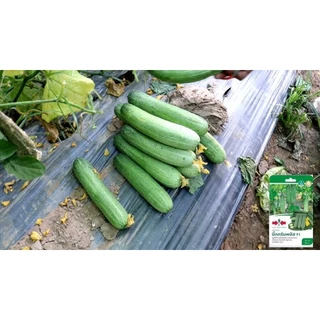 EWCOM ถุงแพ็คเกจใหม่ล่าสุุด 100g แตงร้านลูกผสม บิ๊กกรีนพลัส ตราศรแดง Big Green Plus Cucumber