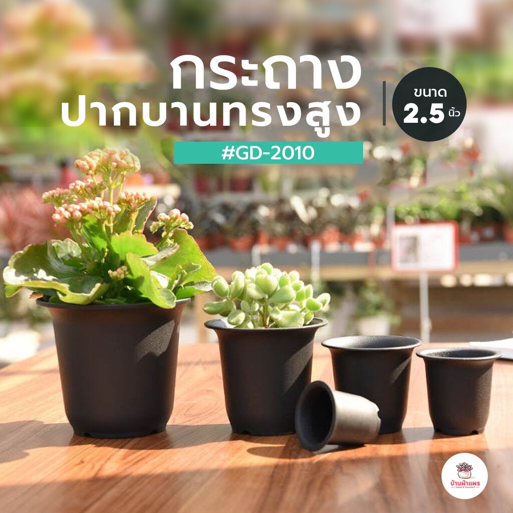 [ GD - 2010 ] กระถาง 2.5 นิ้ว ปากบานทรงสูง กระถางพลาสติก แคคตัส กระบองเพชร ไม้อวบน้ำ Cactus&Succulent