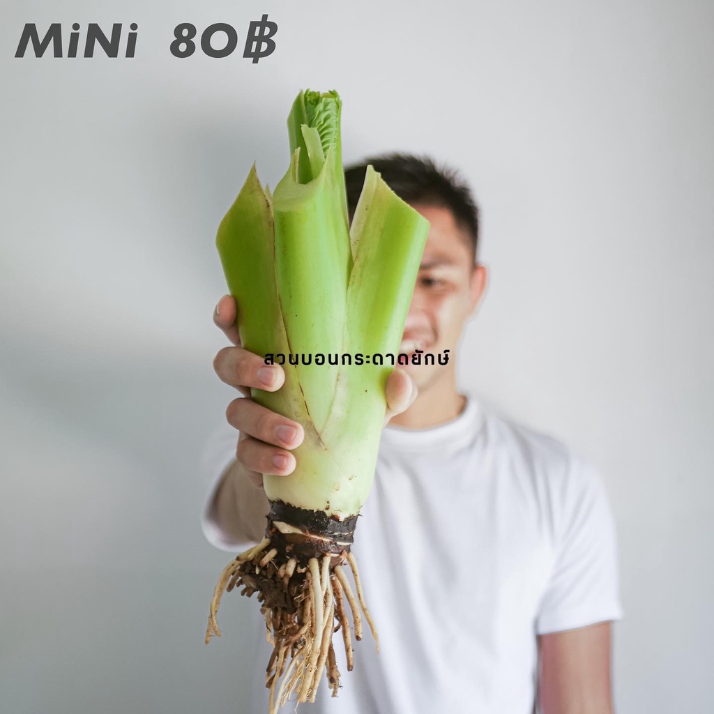 บอน ต้นกระดาด บอนยักษ์   ไซส์  mini ~ S ~ M   สุดยอดไม้ฟอกอากาศ ราคา ถูกที่สุด ดีลบีเคเค แกลเลอรีภาพที่ 2