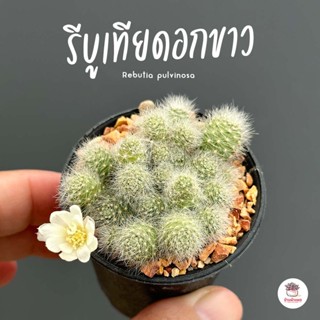 รีบูเทียดอกขาว Rebutia pulvinosa แคคตัส กระบองเพชร cactus&amp;succulent