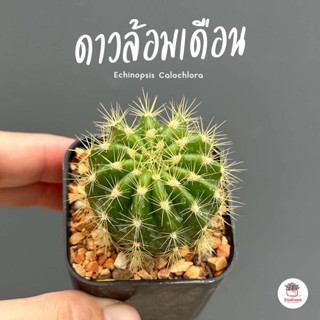 ดาวล้อมเดือน Echinopsis Calochlora แคคตัส กระบองเพชร cactus&amp;succulent