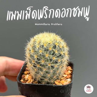 แมมเม็ดพริกดอกชมพู Mammillaria Prolifera แคคตัส กระบองเพชร cactus&amp;succulent