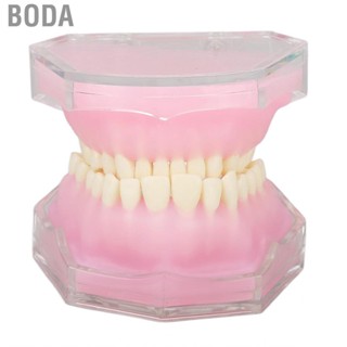 Boda Standard Tooth Model Resin Detachable Dental Teaching Study Supplies