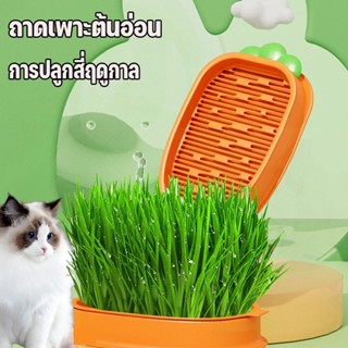 หญ้าแมวออแกนิก ชุดปลูกหญ้าแมว นํากลับมาใช้ใหม่ได้ กล่องแครอทปลูกหญ้าแมวไร้ดิน