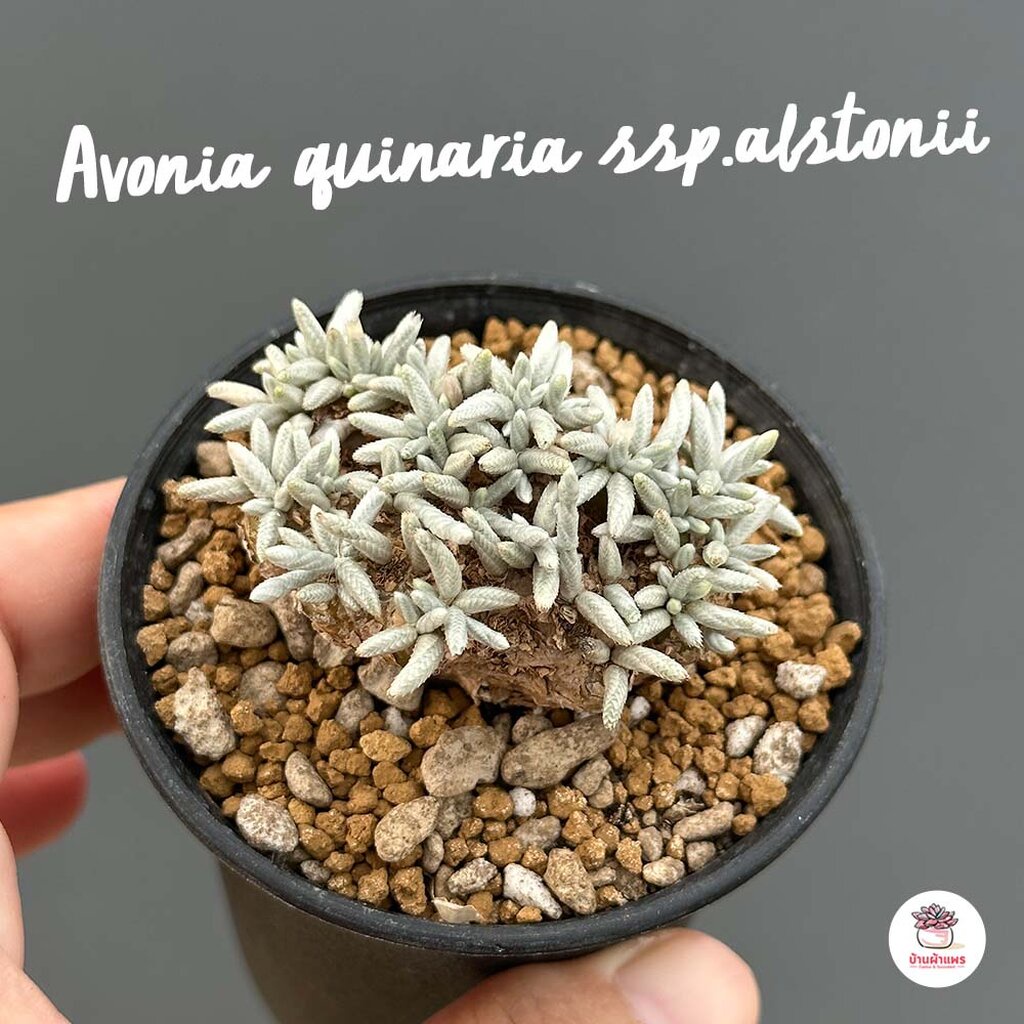 อโวเนีย Avonia quinaria ssp.alstonii ไม้อวบน้ำ กุหลาบหิน Cactus&amp;Succulent