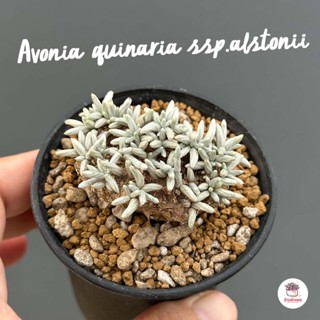 อโวเนีย Avonia quinaria ssp.alstonii ไม้อวบน้ำ กุหลาบหิน Cac…