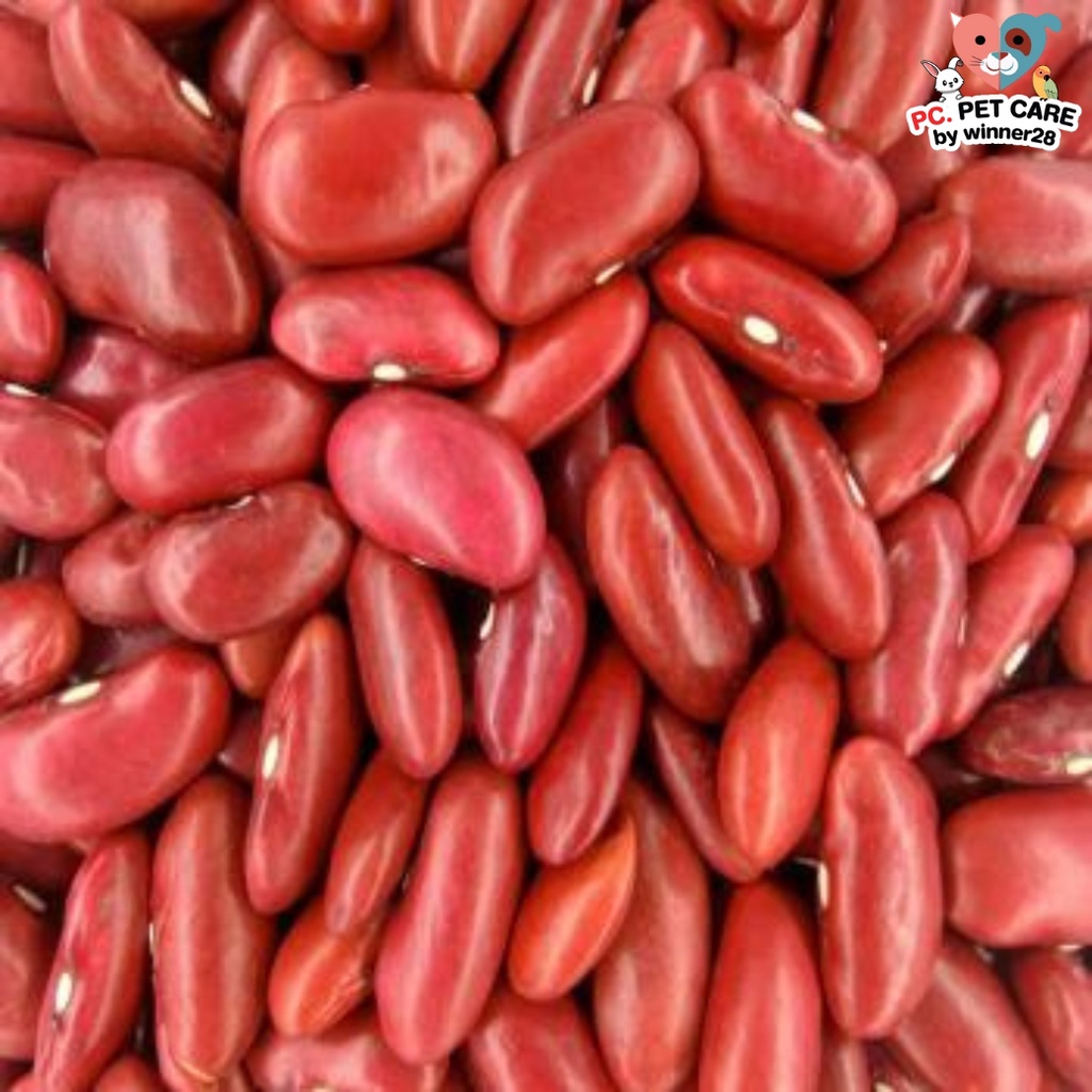 ถั่วแดงหลวง red kidney beans อาหารนก หนู กระต่าย กระรอก ชูก้า และสัตว์ฟันแทะ สินค้าคุณภาพดี (กระสอบ 25KG)
