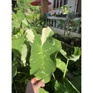 colocasia milkyway บอนมิลกี้เวย์ ไม้ใบด่าง สวยมากๆน่ารักมากๆ