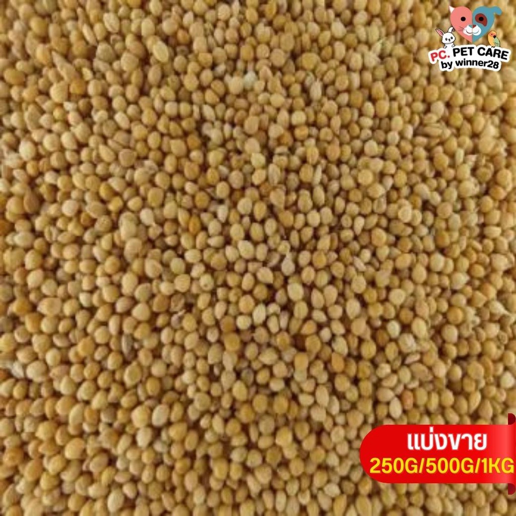 ฟ่างเหลืองเม็ดเล็ก Yellow Sorghum อาหารนก กระต่าย หนู กระต่าย กระรอก ชูก้า และสัตว์ฟันแทะ (แบ่งขาย 500G / 1KG)