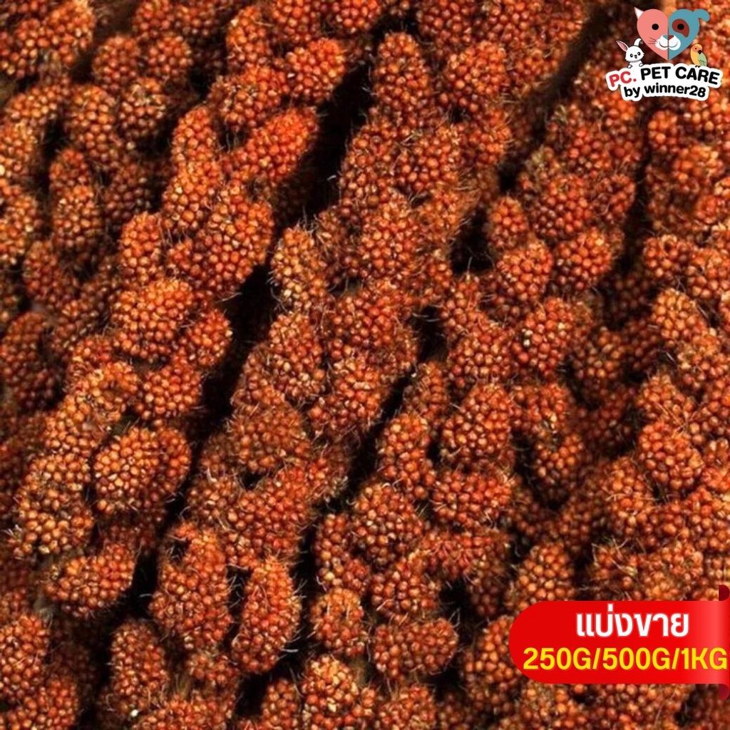 มิลเล็ต สเปรย์แดง Red Millet Spray อาหารนก กระต่าย หนู กระต่าย กระรอก ชูก้า และสัตว์ฟันแทะ (แบ่งขาย 500G / 1KG)