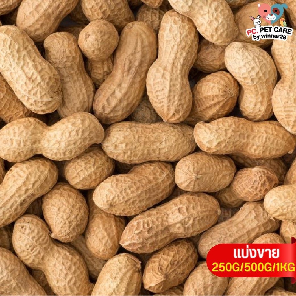 ถั่วลิสงนอก PeaNut อาหารนก กระต่าย หนู กระต่าย กระรอก ชูก้า และสัตว์ฟันแทะ (แบ่งขาย 500G / 1KG)