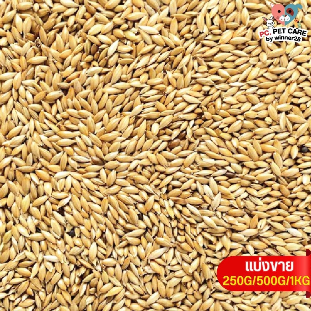 ข้าวไรน์ Canary seed อาหารนก กระต่าย หนู กระต่าย กระรอก ชูก้า สะอาดได้คุณภาพ (แบ่งขาย 500G /1KG)