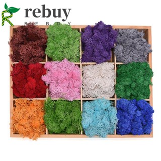 Rebuy มอสประดิษฐ์ DIY พืชสีเขียว ห้องนั่งเล่น มินิภูมิทัศน์ บ้าน เครื่องประดับ พืชประดิษฐ์