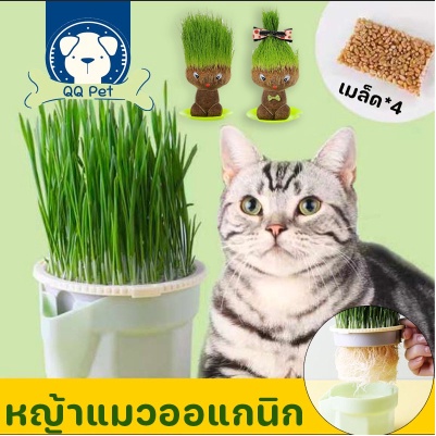 พร้อมส่ง  หญ้าแมวออแกนิก เมล็ดข้าวสาลี ชุดปลูกหญ้าแมว ถาดเพาะต้นอ่อน 4 แพ็ค