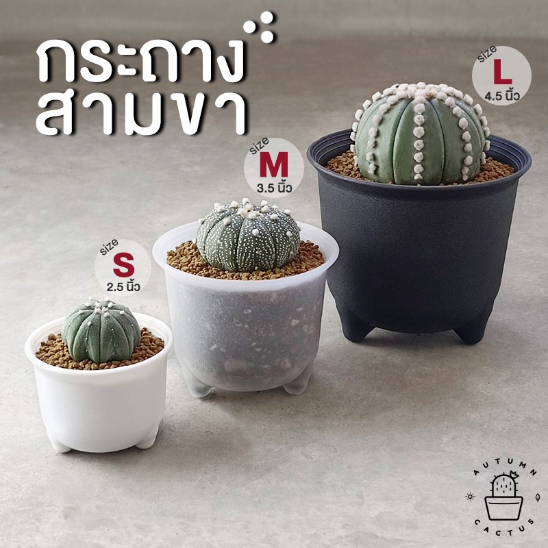 ⚫️ กระถางพลาสติก สำหรับปลูก กระบองเพชร แคคตัส มีขาเป็น ขาสิงห์ สามขาทรงเตี้ย Size S, M, L ขนาด 3,4,5 นิ้ว ⚪️